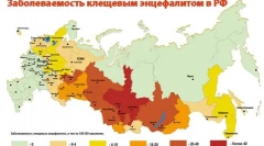 Kot kleszczy: wykryj i wyeliminuj